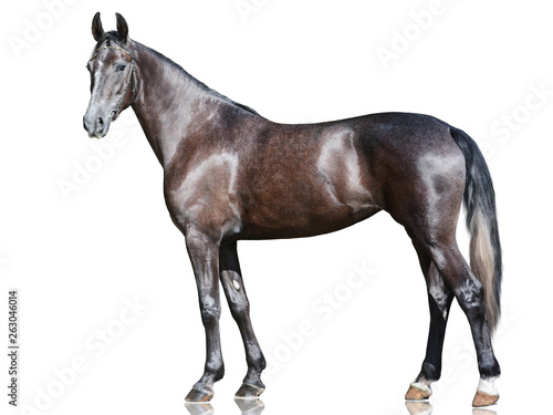 Photographie The beautiful gray sport horse standing isolated on white background