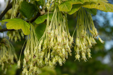 Italian Maple Flowers in Bloom in Springtime