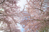 Fototapeta Na sufit - Spring trees in paris
