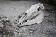 Horse Skull On A Cracked Stone Ground.