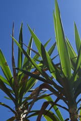 Wall Mural - Palm Tree