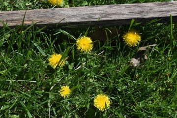 Poster - Dandelions