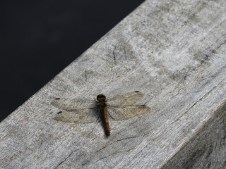 yellow brown dragonfly on wood