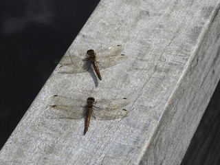 Close-up of two dragonflies one behind the other
