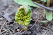 Liść rabarbaru wychodzący z ziemi wczesną wiosną, Rheum rhaponticum