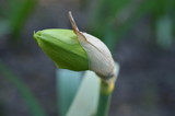 Pojedynczy nierozwinięty pąk żonkila, Narcissus jonquilla