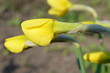 Żonkile w pączkach patrzące na bok, Narcissus jonquilla