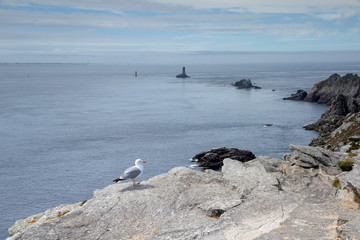 Poster - Möwe an der Point du Raz, Breatgne