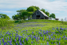 View Of Old Barn With Bluebonnet Field In Front Near Texas Hill Country