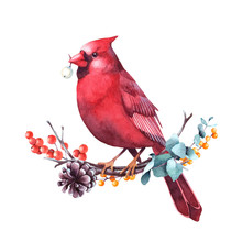 Red Cardinal Sitting On A Twig Of Eucalyptus And Berries. Isolated Watercolor Christmas Illustration.