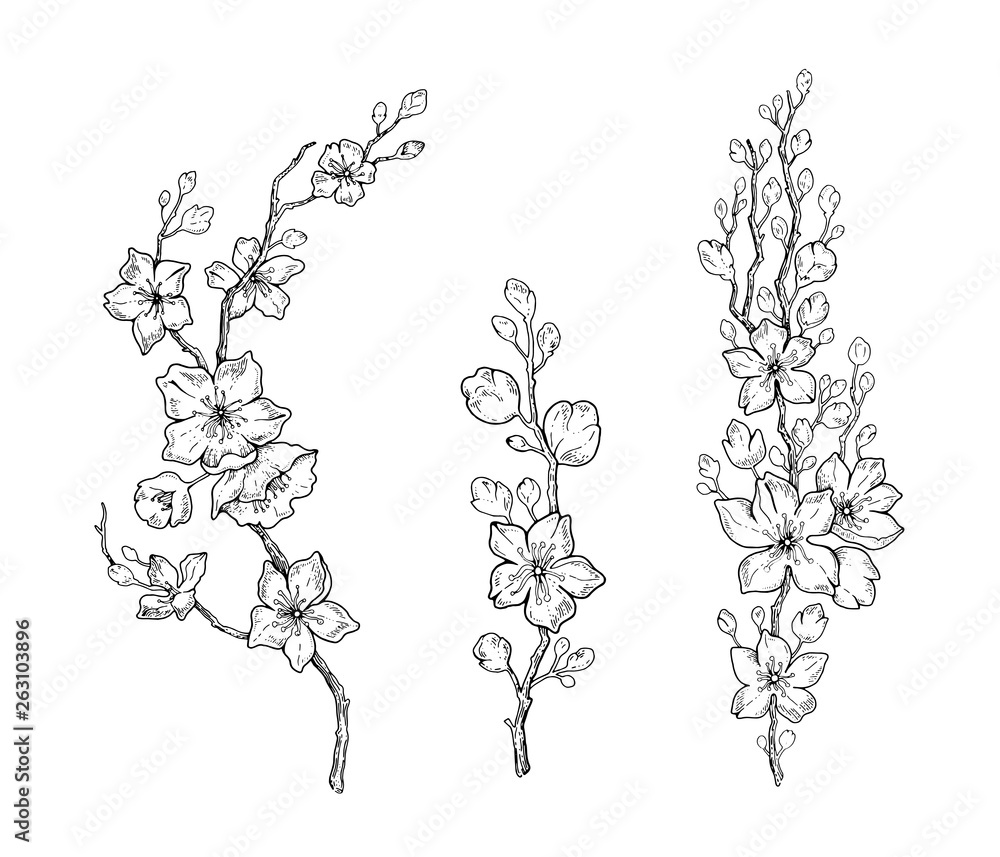 Cherry Blossom Tree Branch Black And White