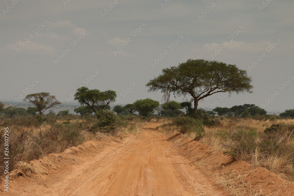 Road through the African savannah, a picture made on safari in Uganda. Acacia trees and palms and dry grassland, which host lot of large animals. - obrazy, fototapety, plakaty 