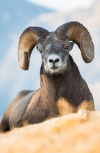 Bighorn Rams In The Rocky Mountains