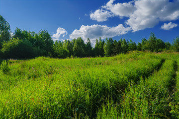 Summer meadow landscape with green grass and wild flowers.