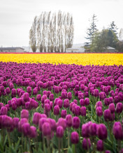 Tulip Fields Of Mount Vernon Washington State