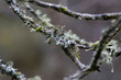 Branches et lichens 3