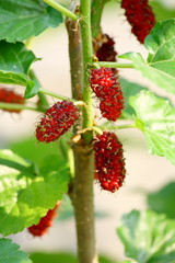 Wall Mural - mulberry fruit and mulberry leaf on the branch