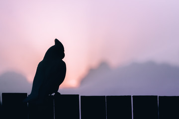 Wall Mural - a corella bird silhouette with sunrise sky in summer early morning Australia beauty in nature