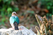 Image Of Bird, Common Emerald Dove On Nature Background.
