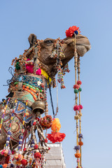 Wall Mural - Decorated head of a camel in desert Thar during Pushkar Camel Fair, Rajasthan, India. Close up