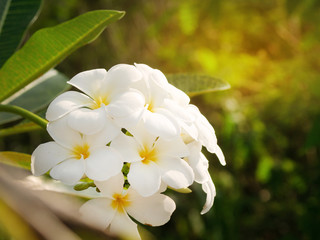 Wall Mural - Beautiful white outdoor frangipani flowers