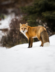 Wall Mural - Red fox in the wild