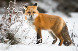 Fototapeta Zwierzęta - Red fox in the wild