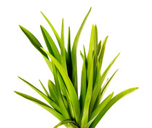 Bunch Of Green Leaves Of The Daylily Flower On An Isolated White Background. Bouquet Of Green Grass Isolate