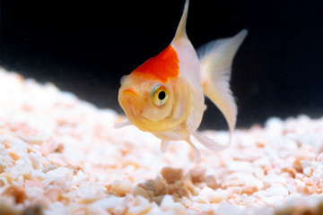 Gold fish or goldfish floating swimming underwater in fresh aquarium tank.