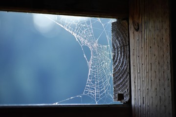 Wall Mural - Windoe Pane Spiderweb