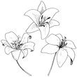 © yanushkov - Vector Lily floral botanical flower. Engraved ink art on white background. Isolated lilium illustration element.