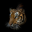 Portrait of tiger.