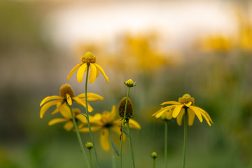 Field of Pink blooming yellow cosmos.Cosmos blooming in spring season.