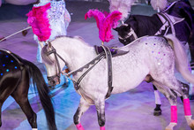 White And Black Horses On White Arena Background In Circus