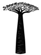 Baobab tree design