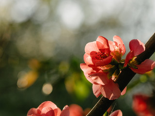 Wall Mural - red flowers of a tree