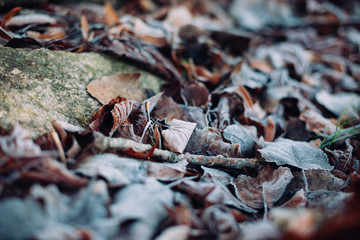 Wall Mural - Close up of dry autumn leaves on the ground