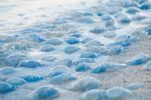 Many Jellyfishes Wash Up On The Beach Dead During The Low Tide On The Sea Shore