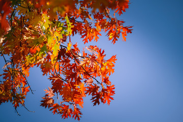 colorful of maple leaves on maple tree in autumn season with blue sky background