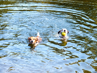 Two Little Dogs Swimming in a River Retrieving a Tennis-Ball