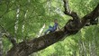 © MEDIAIMAG - Little child climbing up in birch tree in forest, kid stand up on tree branch, brave childhood