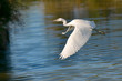 Closeup little egret (Egretta garzetta) flying over the water, in the Camargue is a natural region located south of Arles, France, between the Mediterranean Sea and the two arms of the Rhône delta