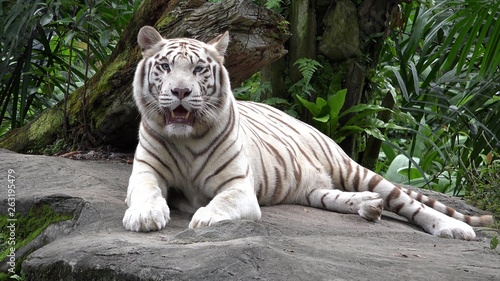 Dekoracja na wymiar  bialy-tygrys-panthera-tigris-odpoczywa-w-dzungli