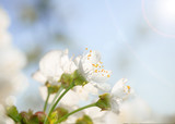 Fototapeta Kwiaty - Bright spring blossom