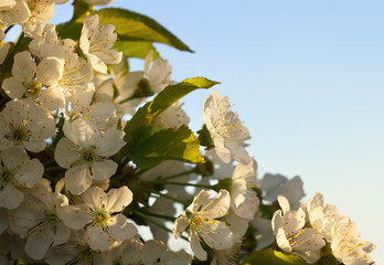 Wall Mural - Early morning light on blooming cherry