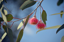 Two Pink Blossoms Of The Australian Native Mallee Tree Eucalyptus Caesia, Subspecies Magna, Family Myrtaceae, Under A Blue Sky. Common Name Is Silver Princess. Endemic To South West Western Australia.