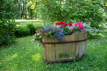 Fresh Colorful Flowers In Old Wooden Bath Barrel In The Park