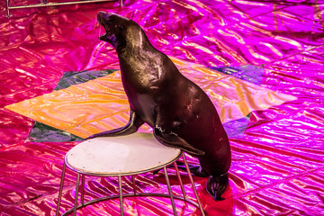 Wall Mural - A seal lion performing on a pink arena in circus