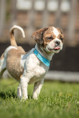 Wall Mural - dog breed Shih-Tzu waiting for a new family in animal shelter in Belgium