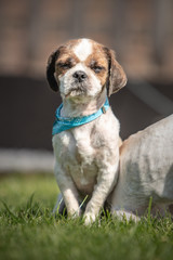 Wall Mural - dog breed Shih-Tzu waiting for a new family in animal shelter in Belgium